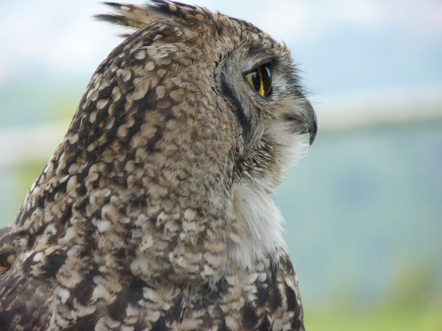 No s'ha trobat l'arxiu